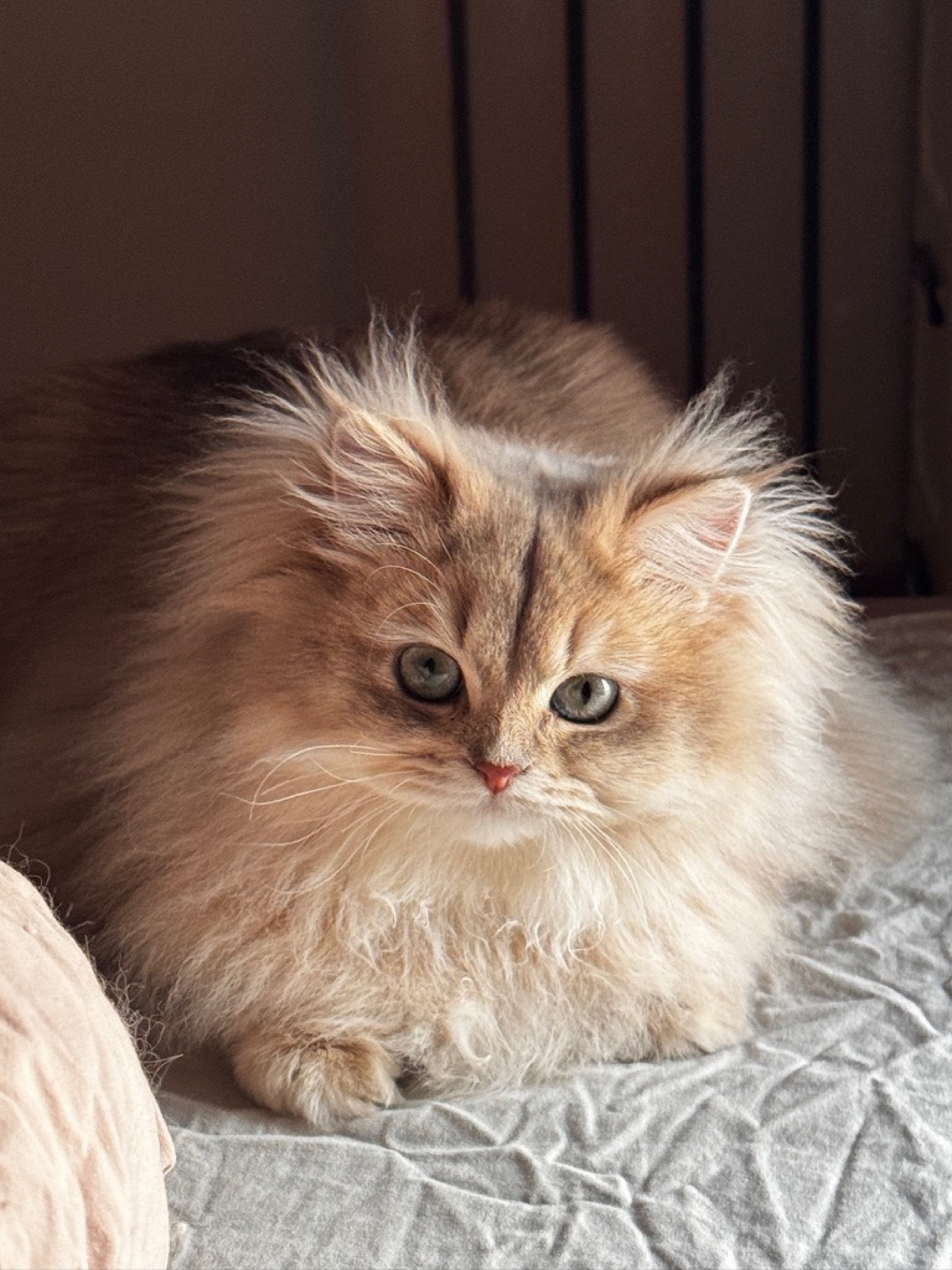 Miki 5