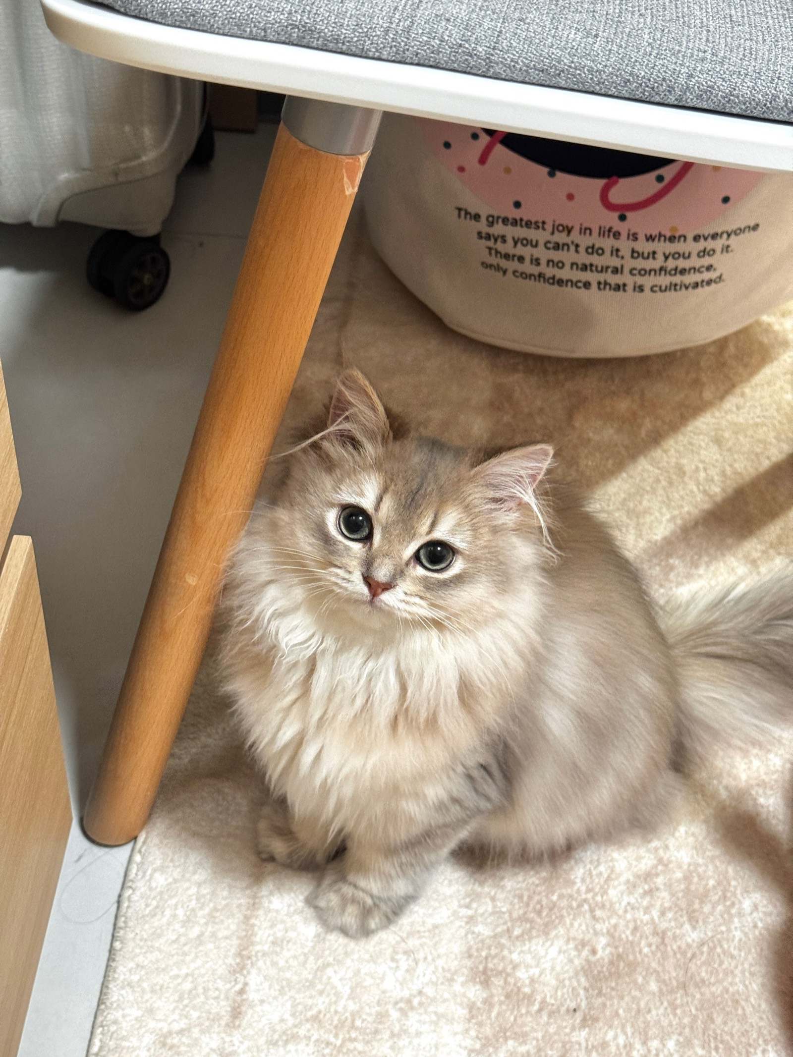 Miki 6